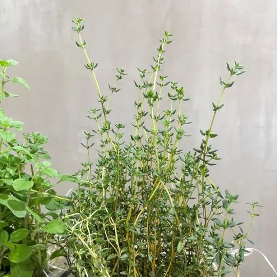Huerta organica con plantas aromaticas blanca 